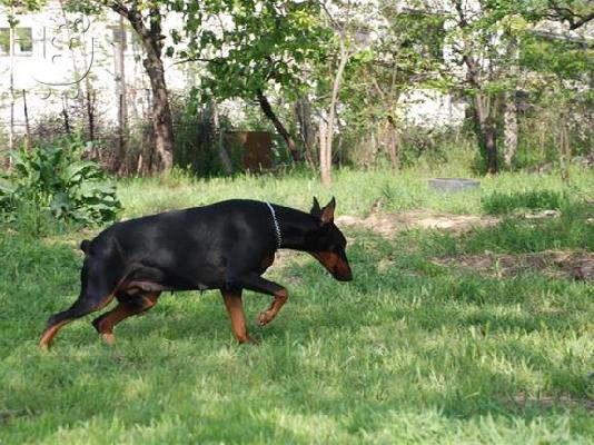 Husky καθαροαιμα κουταβια Αθηνα 6979314054